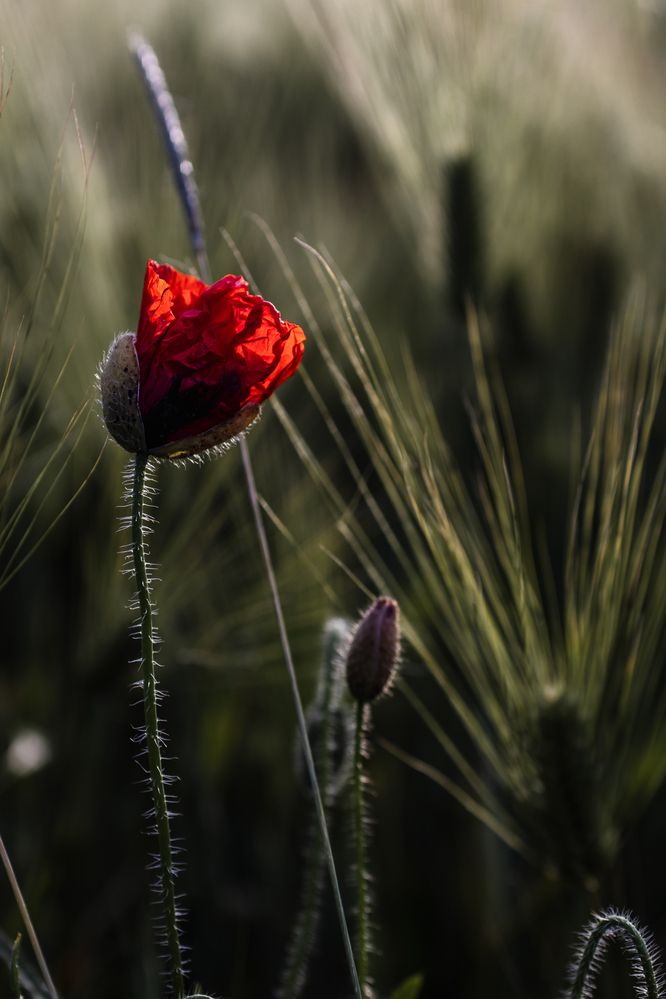 Photograph by Victoria Mogulyan