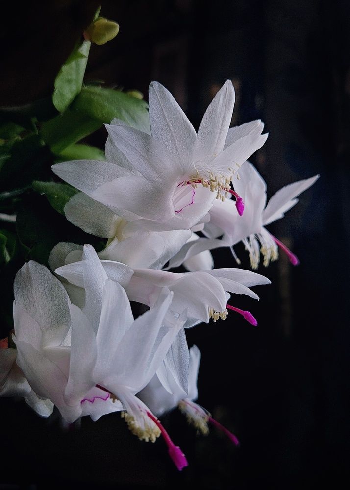 Photograph by Ирина