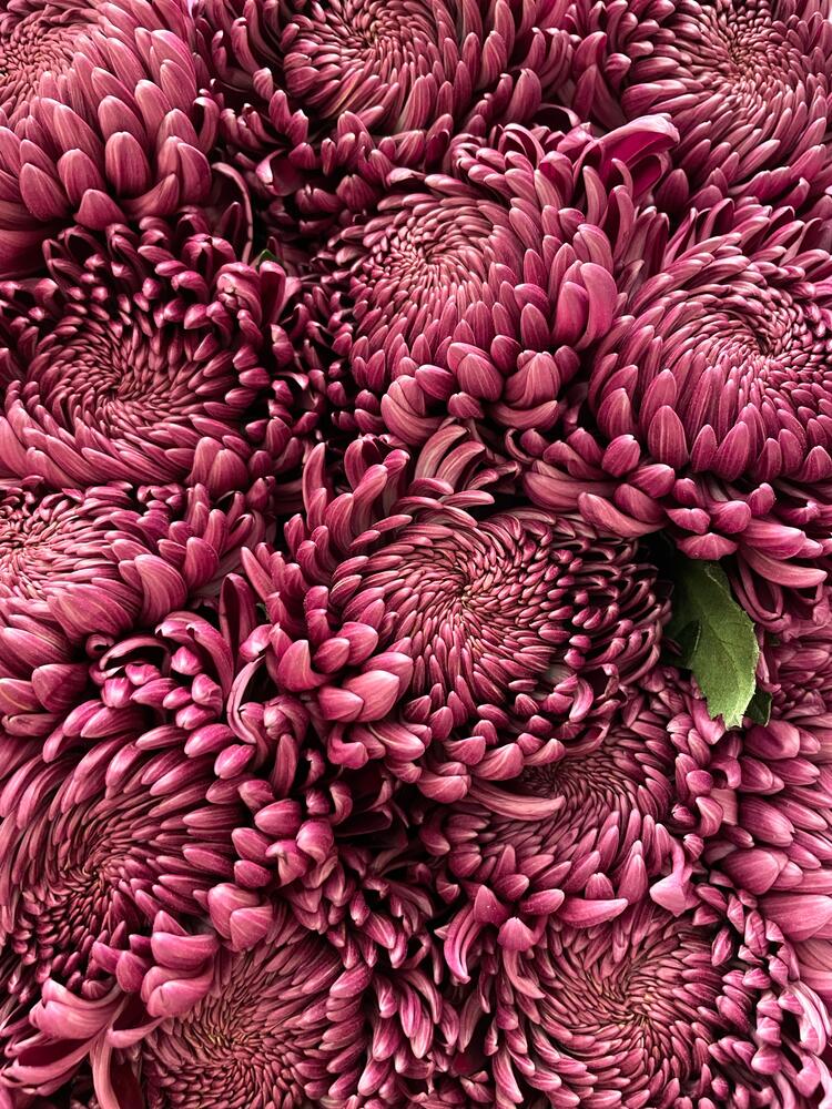 Photograph by Svetlana Rashidova