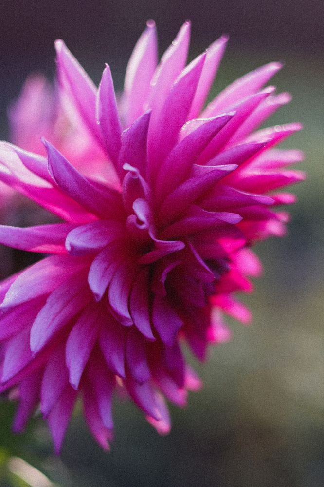 Photograph by Елена Буркина