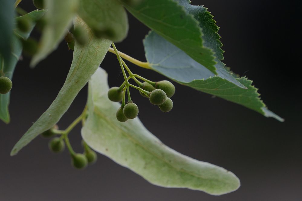 Фотография автора Светлана Ощепкова