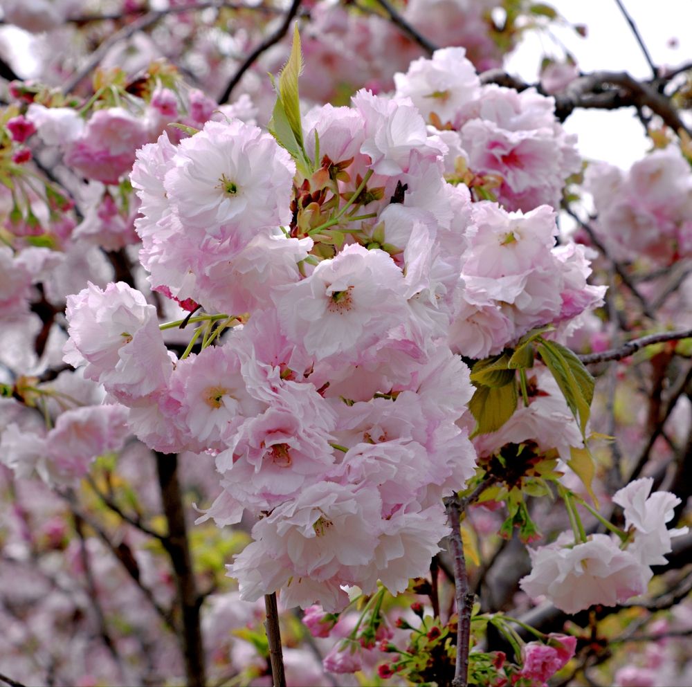 Photograph by Михаил Король