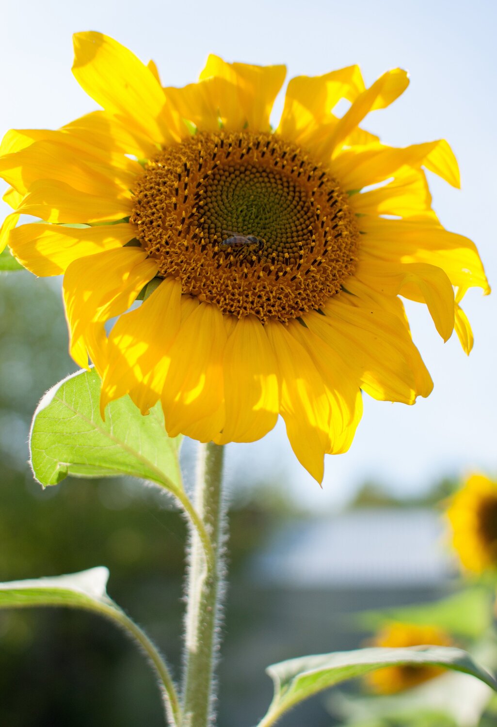 Photo #12499556