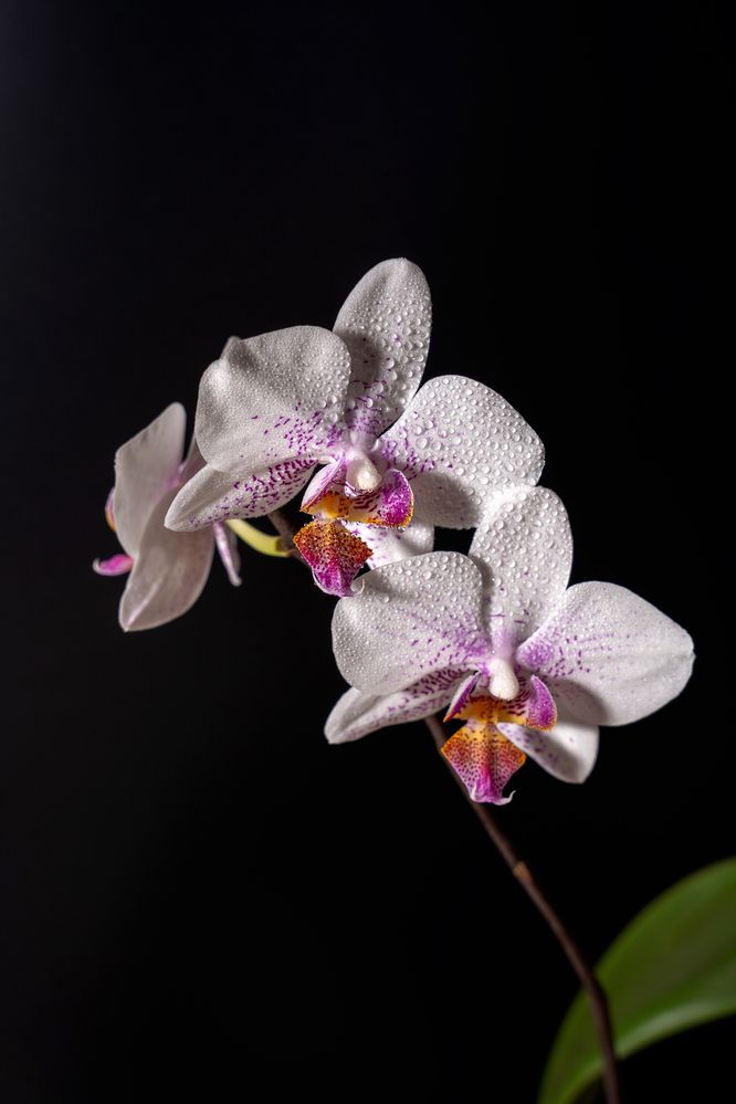 Photograph by Коржова Наталья