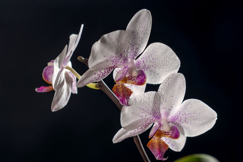 Photograph by Коржова Наталья