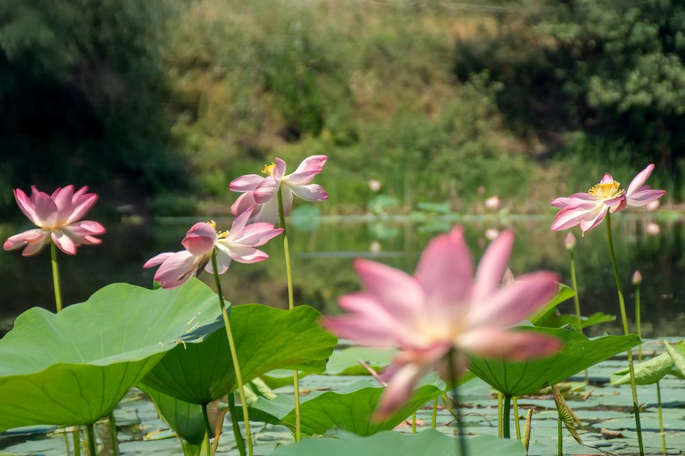 Photograph by Коржова Наталья