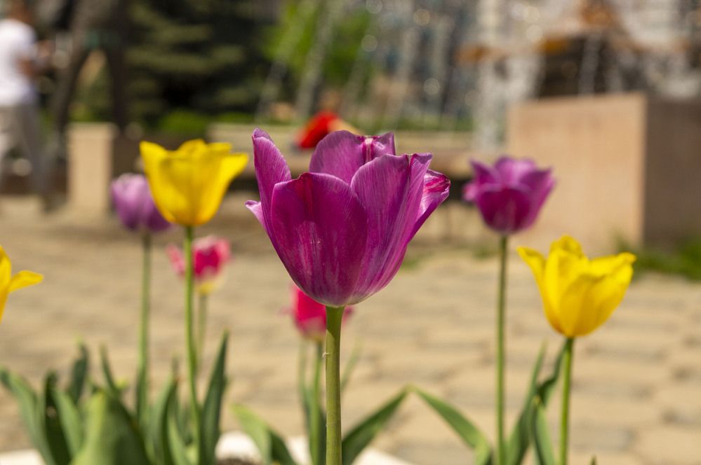 Photograph by Александр Пургин