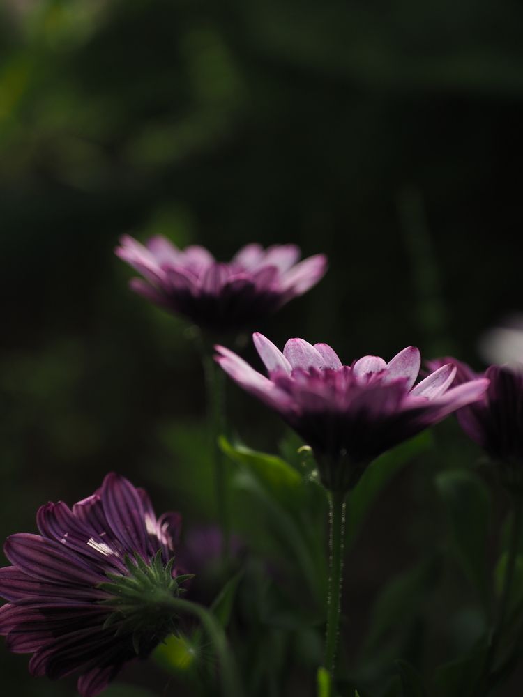 Photograph by Елена Шишкина