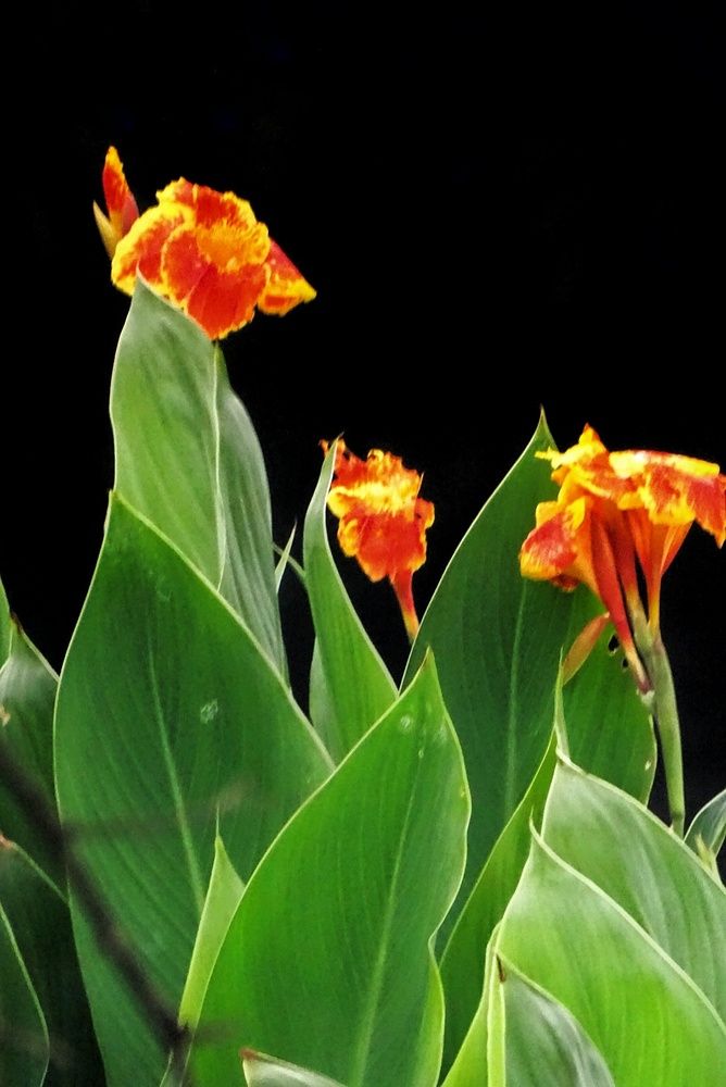 Photograph by Shahidul Islam