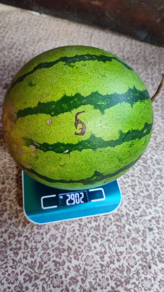 Арбузы в Сибири