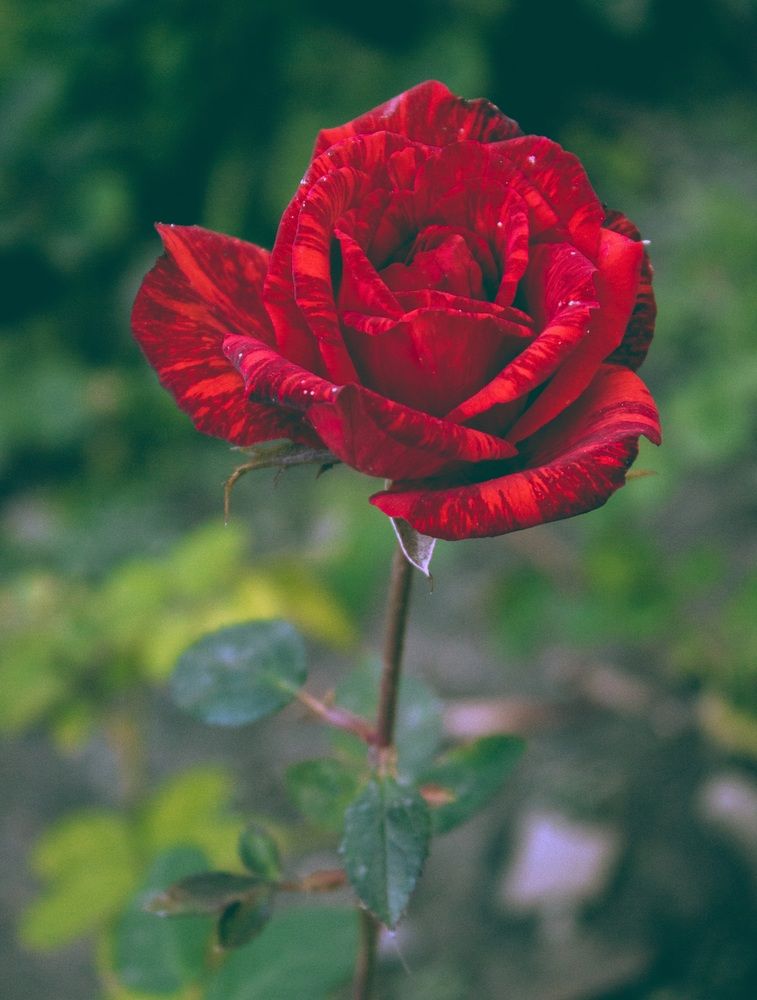 Photograph by Галчонок Ахмерова