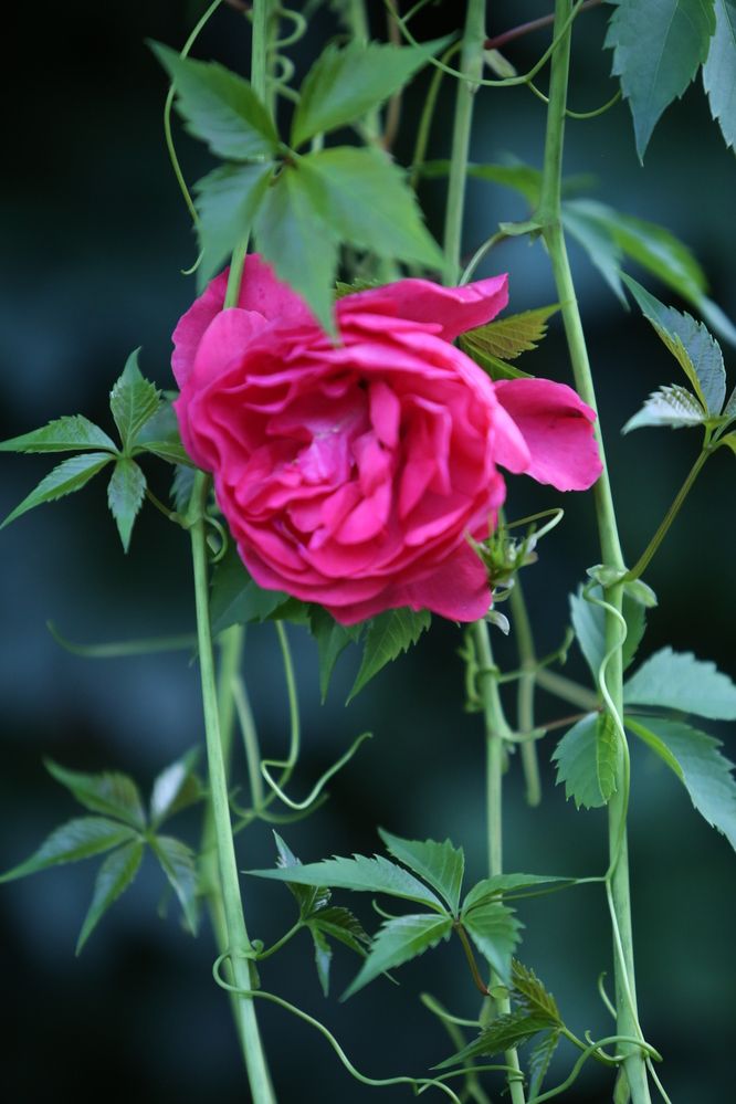 Photograph by Анна Шаповалова