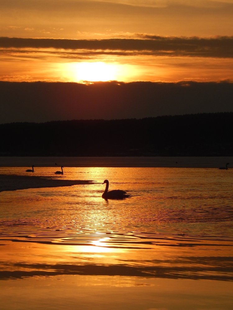 Лебеди на закате.