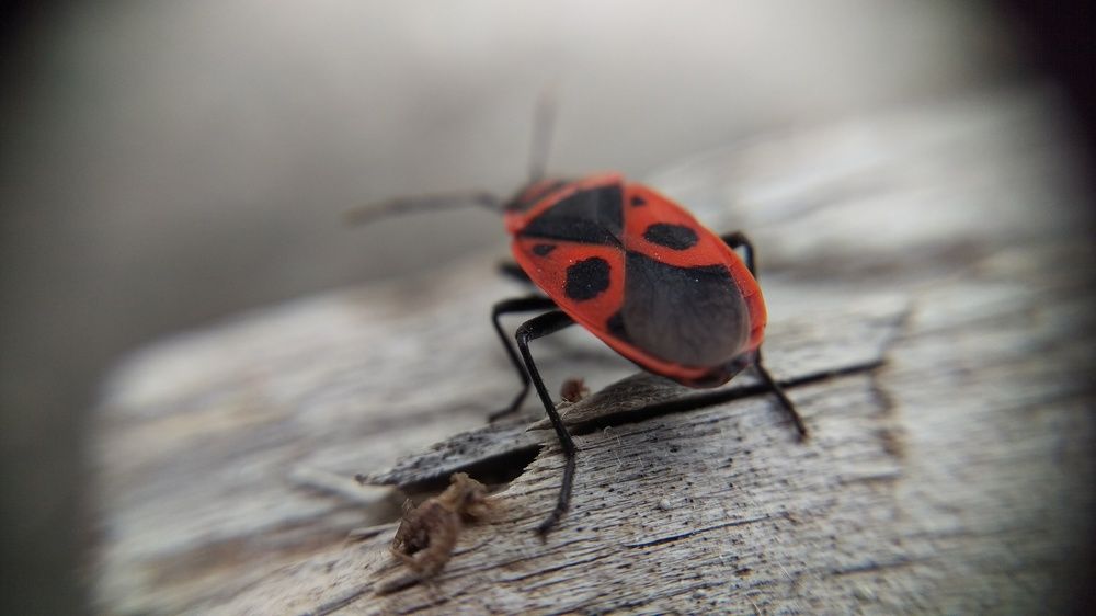 Photograph by Мехтиев Джафар