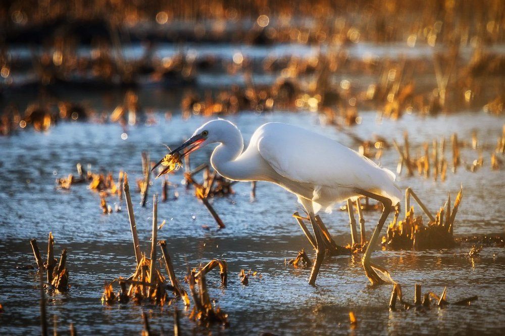 Удачная охота.