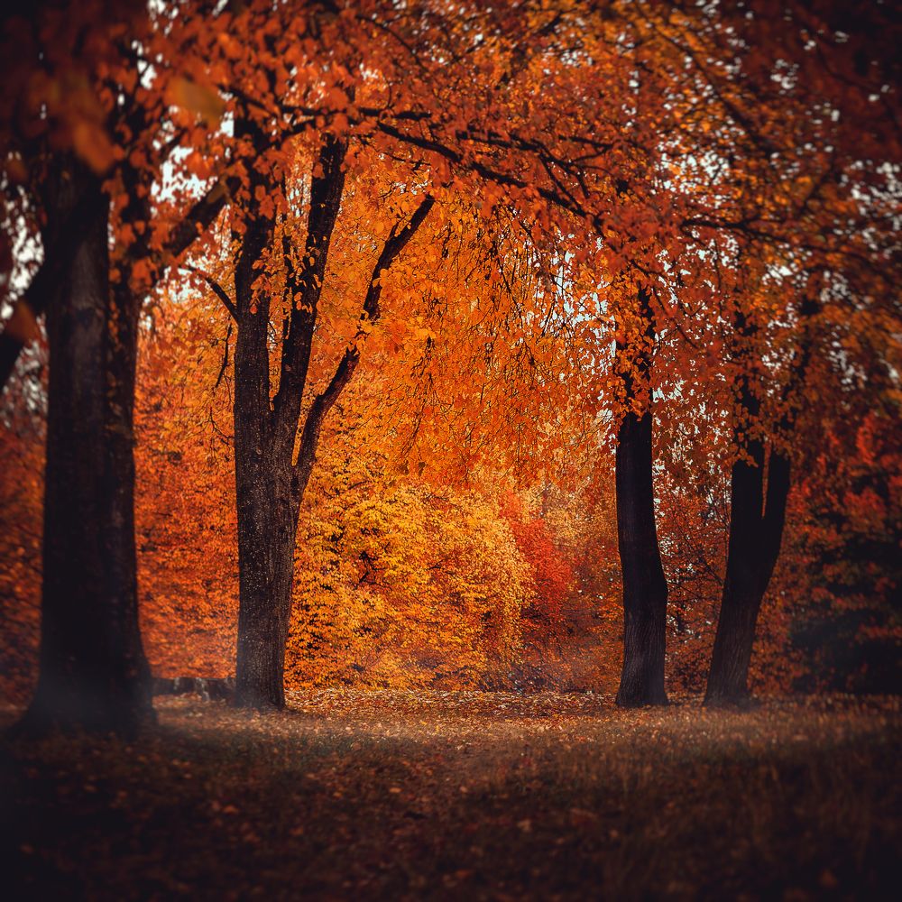 Осенний день