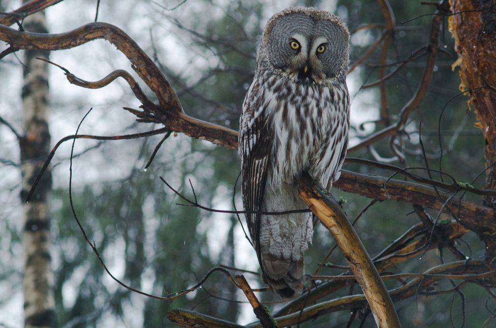 Совушка - сова большая голова