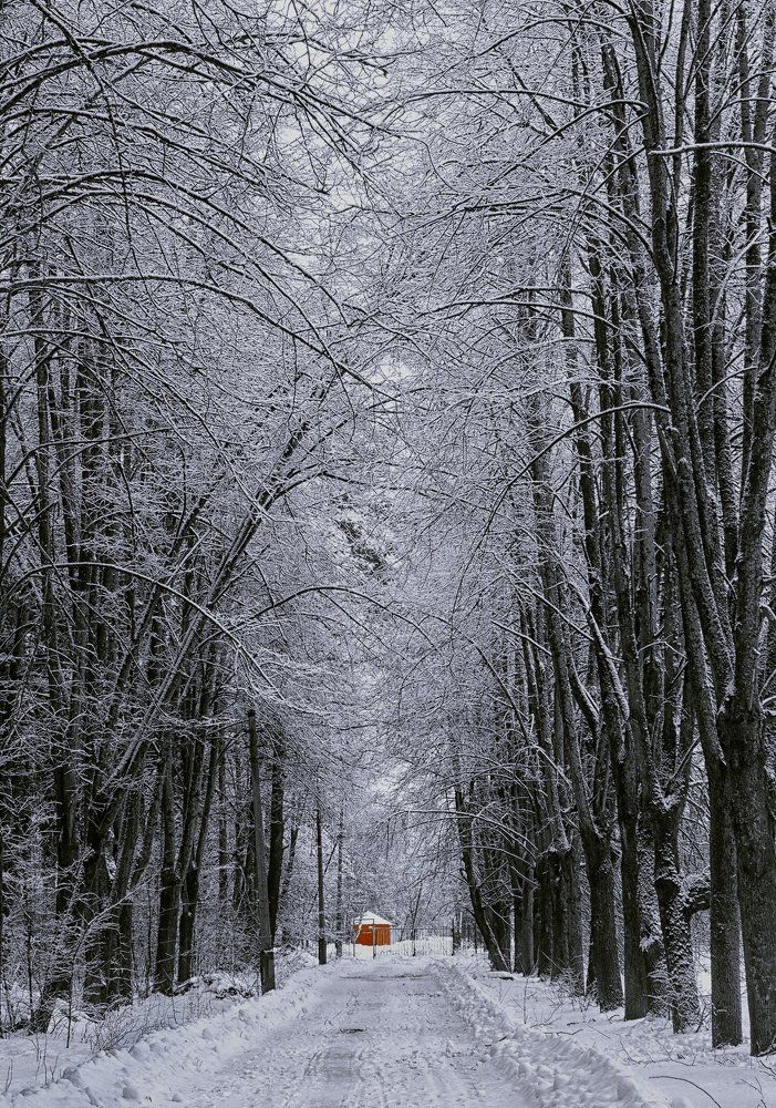 Зимняя прогулка
