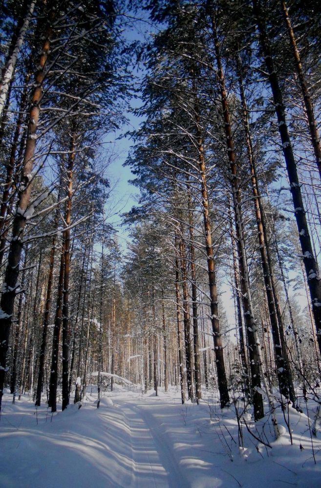 мой лес