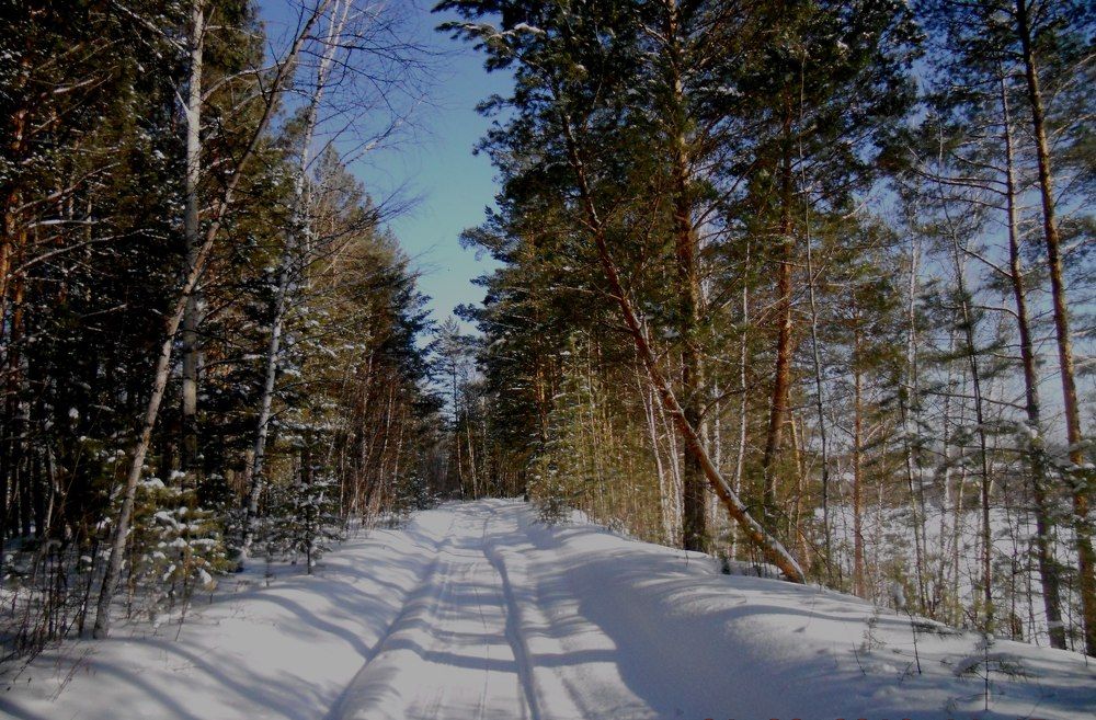 мой лес