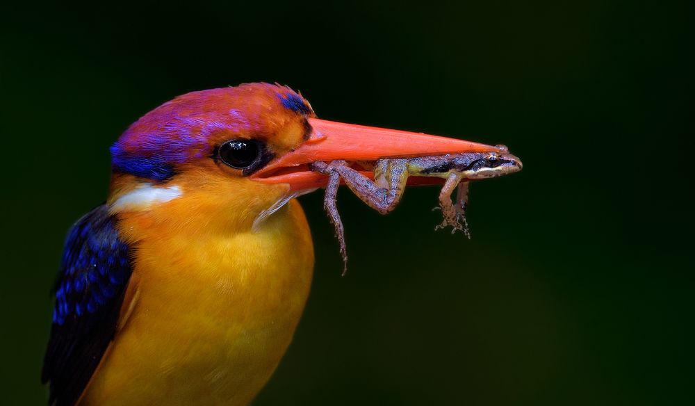 Oriental dwarf kingfisher