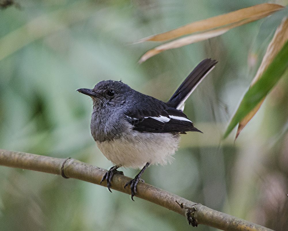 The Magpie Robin (Female)