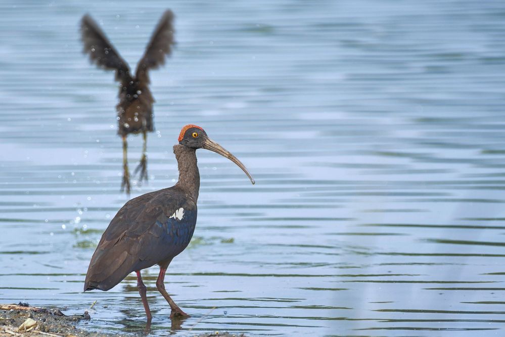 Red-naped Ibis