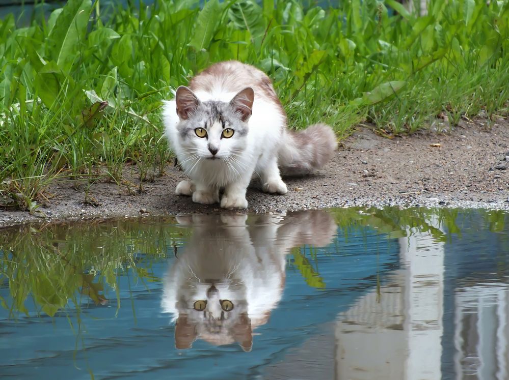 Фотография автора Андрей Шестаков