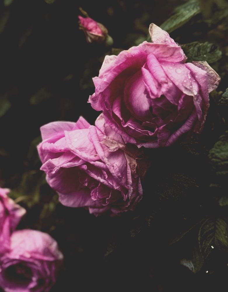 Photograph by Юлия Чернышёва