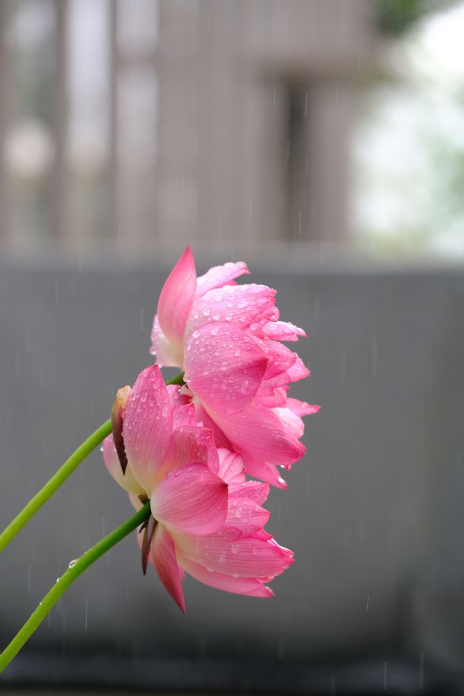 Фотография автора Александр Высоцкий