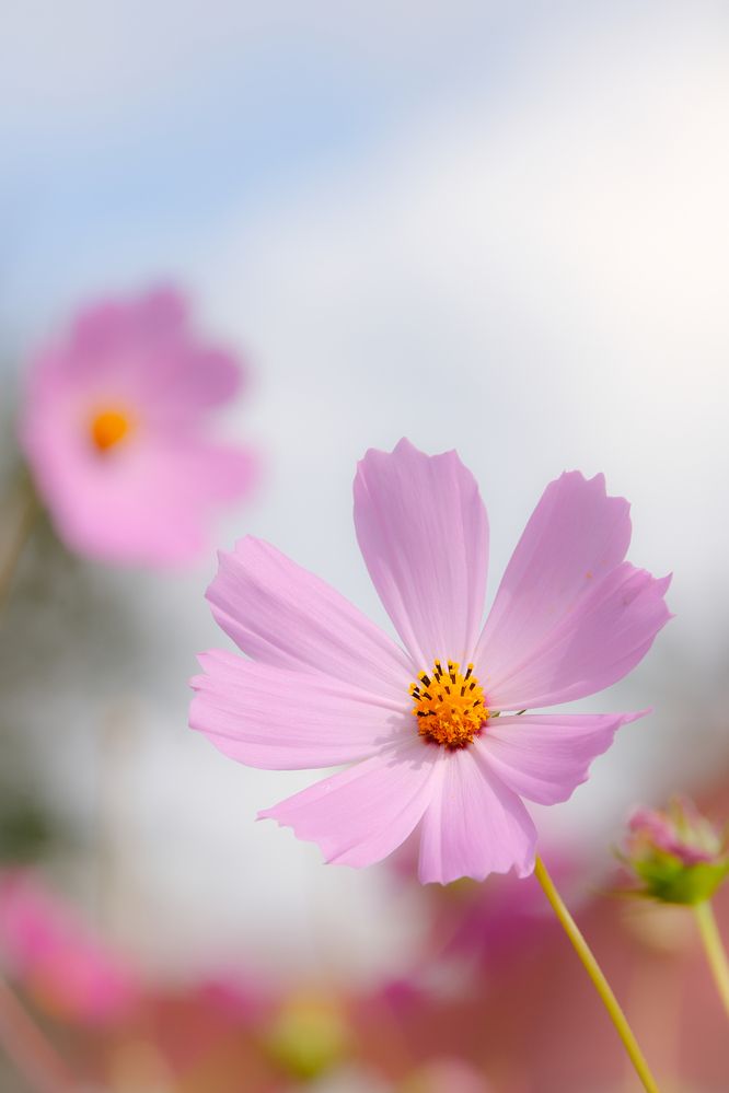 Фотография автора Александр Высоцкий