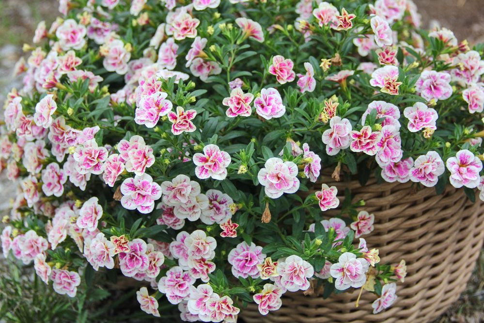 Фотография автора Наталия Мащенко