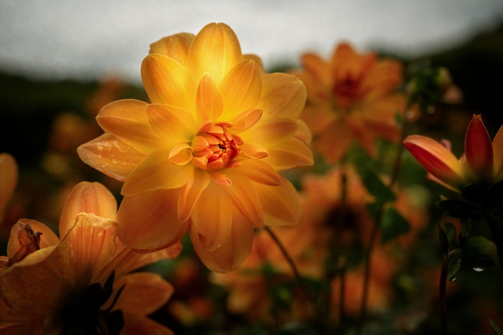 Photograph by Геннадий Зильберис