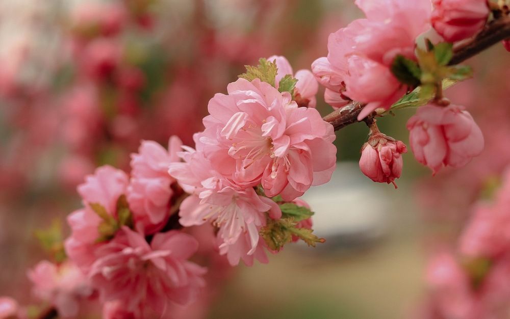 Photograph by Наталья Лобанова