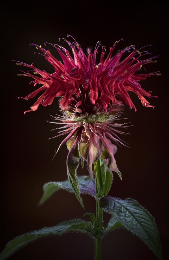 Фотография автора Валентин Черновол