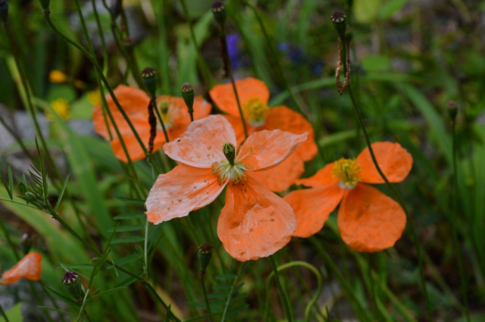 Photograph by Ольга Шевцова