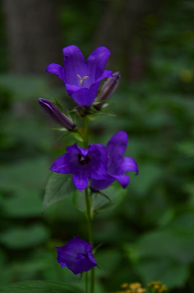 Photograph by Ольга Шевцова