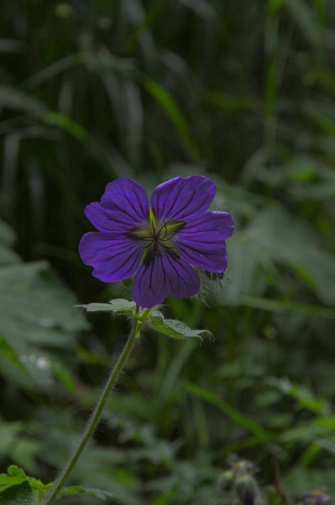 Photograph by Ольга Шевцова