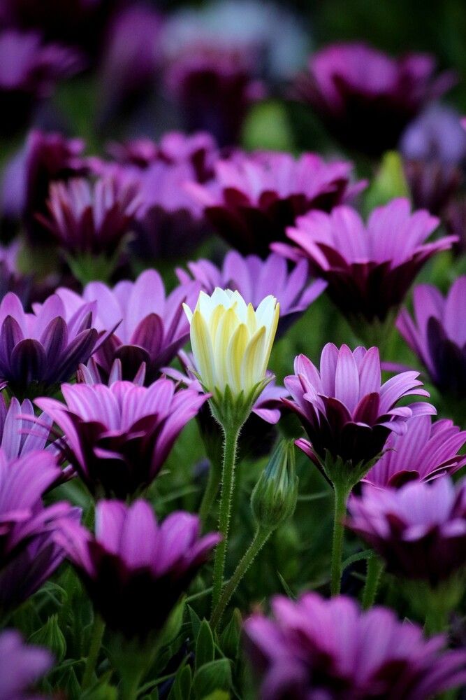 Photograph by volkan akan