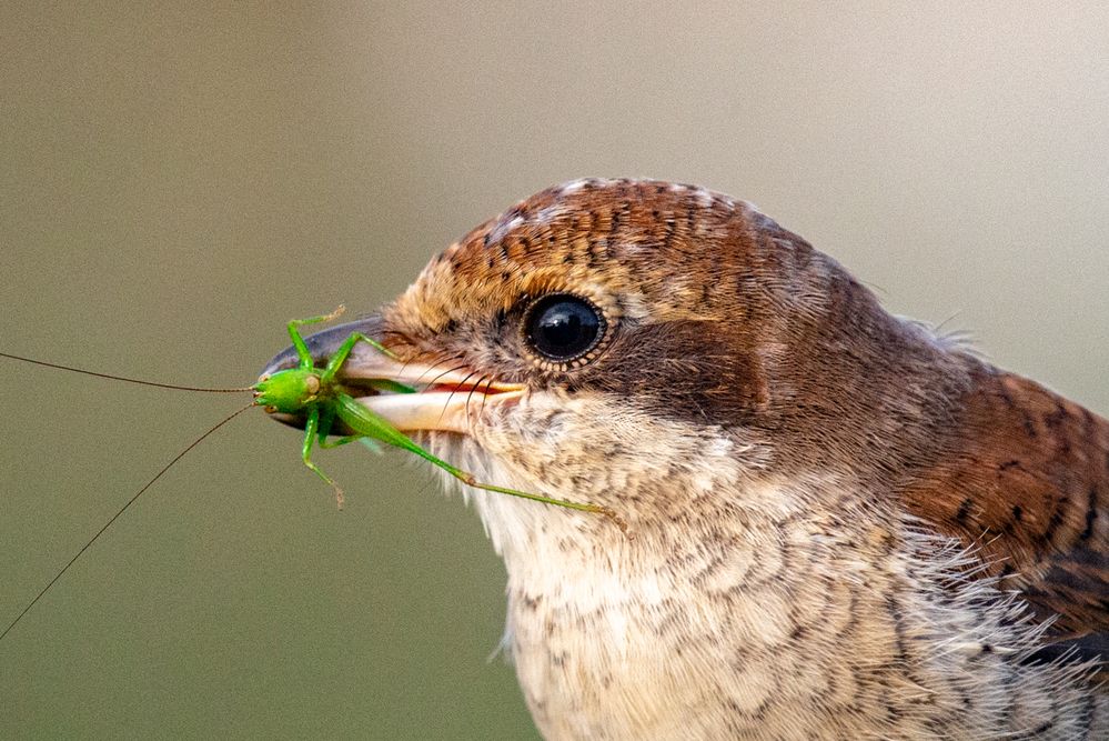Photograph by Чаусова Елена