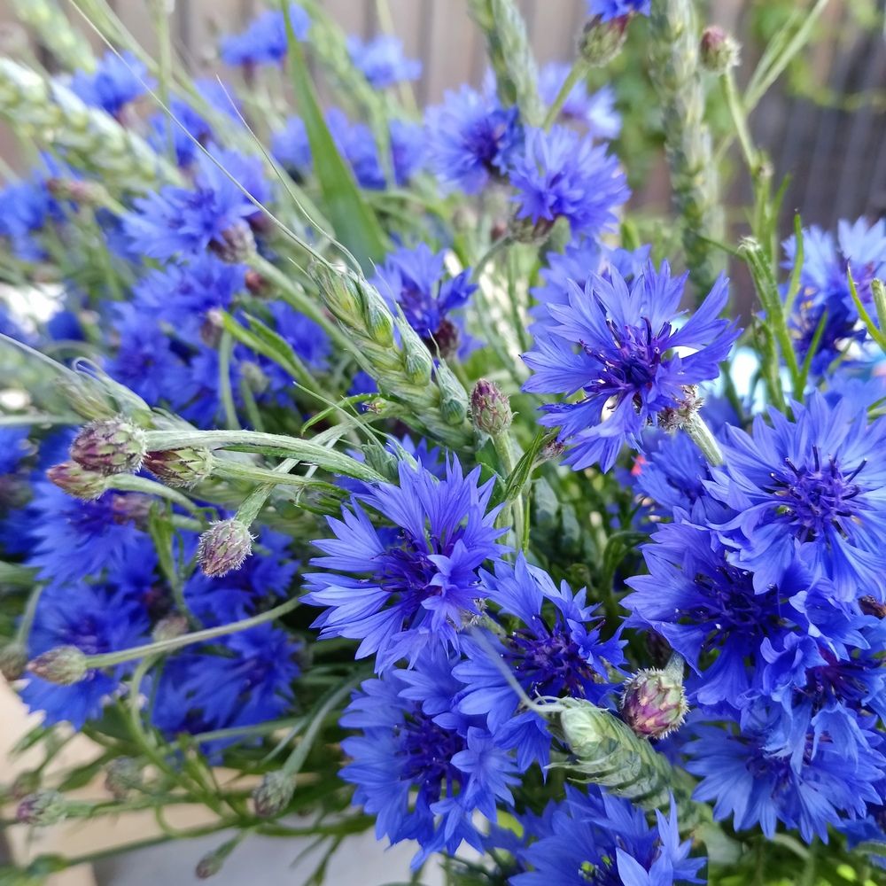 Photograph by Ирина Шведчикова