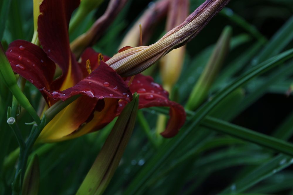 Photograph by АЛЛА ТАРАСЕНКО