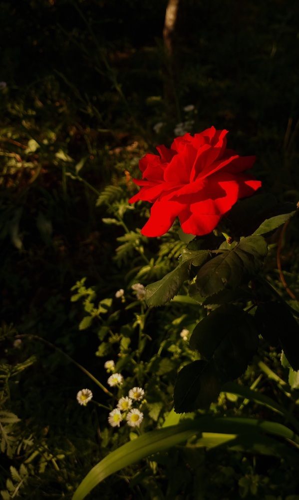 Photograph by Елена