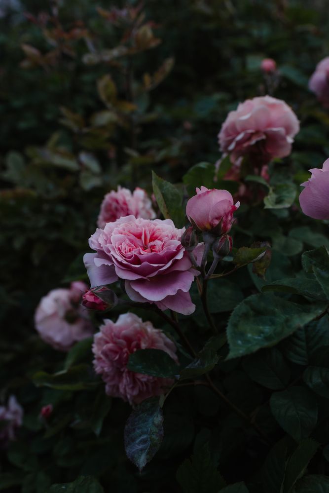 Photograph by Алина Цымбал