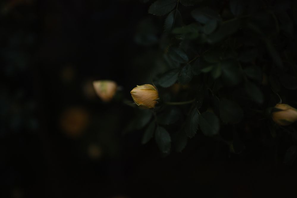 Photograph by Алина Цымбал