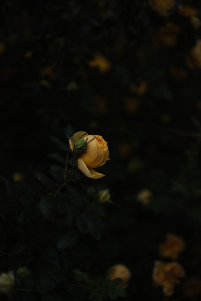 Photograph by Алина Цымбал