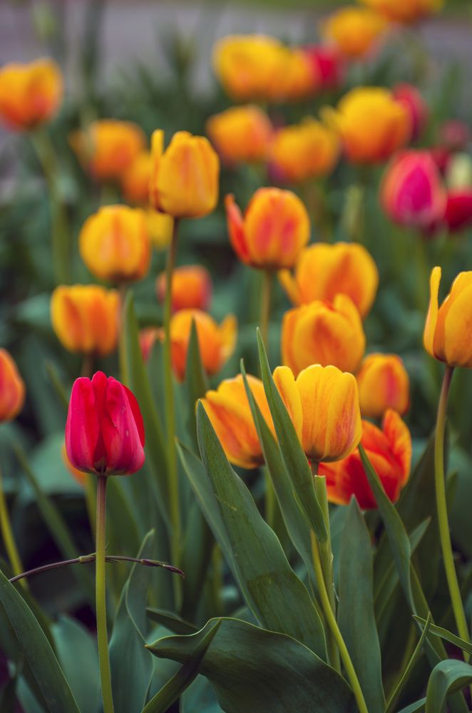 Photograph by Галина Григорьева