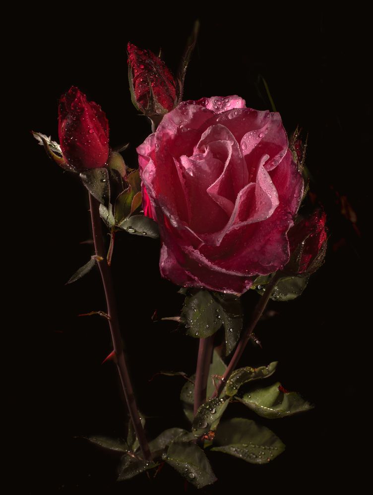 Whispers of Rain in a Rose