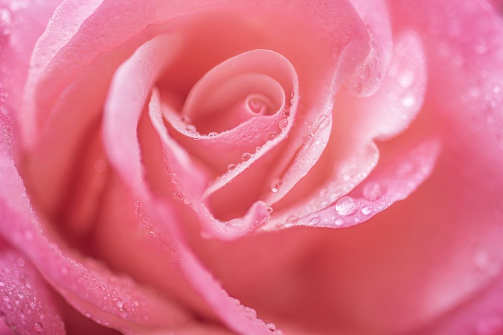 Whispers of Rain in a Rose