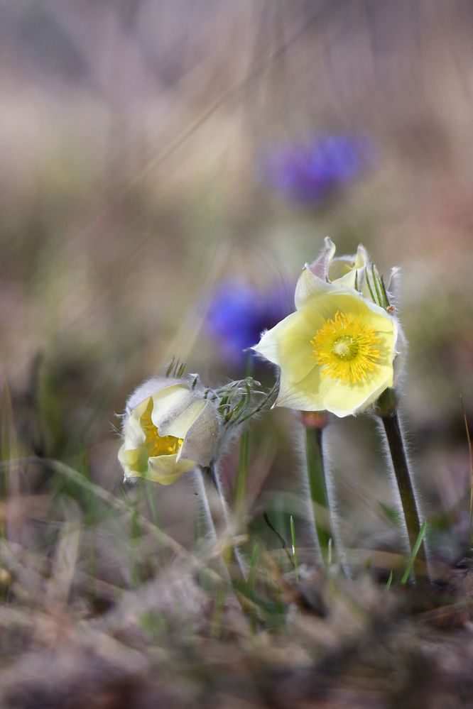 Первые вестники весны